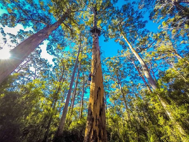 mr-forest1