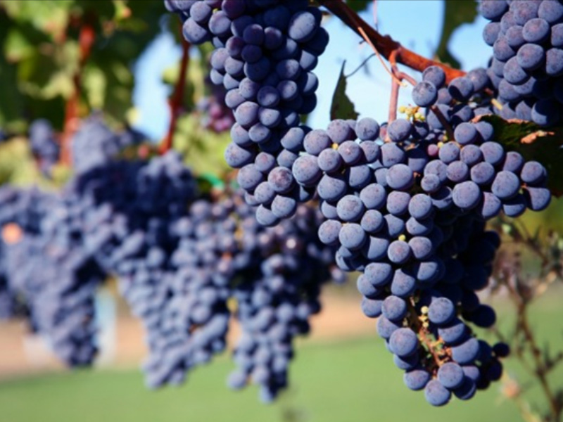 mr-grapes